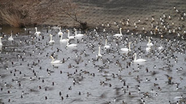 たくさんのカモが滑るように着水します。オオハクチョウの成鳥と幼鳥、オナガガモ、ホシハジロ、オオバン