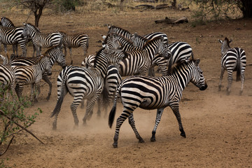 Fototapeta na wymiar Zebraherde in der afrikanischen Steppe