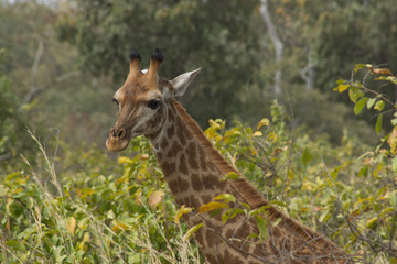A wild giraffe in Senegal, Africa