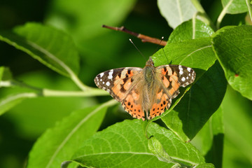 Distelfalter auf einem Blatt