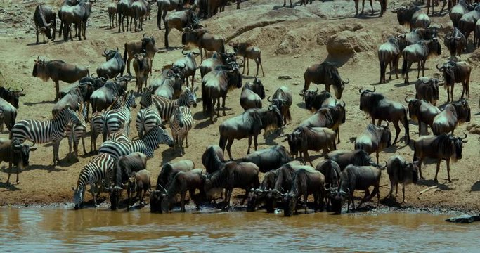 Burchell'S Zebra & Blue Wildebeest Drinking; Masai Mara 9th September 16 Am; Maasai Mara, Kenya, Africa