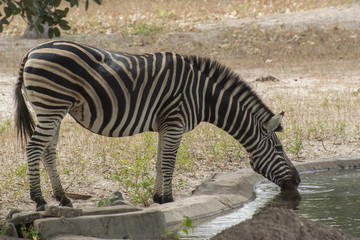 Fototapeta na wymiar A Zebra in the wild in Senegal