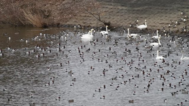オオハクチョウの成鳥と幼鳥、オナガガモ、ホシハジロ、オオバン、賑わう池
