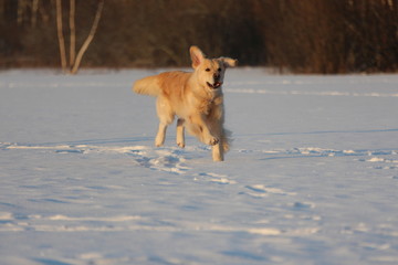 Golden Retriever  is running. Winter. 

