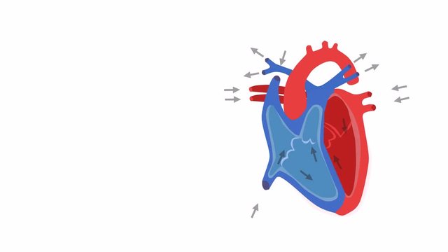 Part of the human heart. Anatomy. Diastole and systole.Filling and pumping of Human Heart structure anatomy anatomical diagram