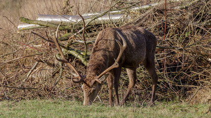 Male Red Deer in winter