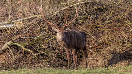 Obraz na płótnie Canvas Male Red Deer in winter