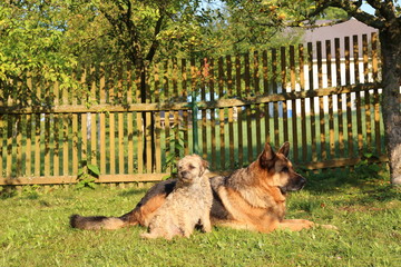 german sheppert