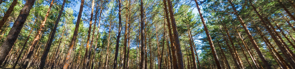 Vista panoramica de pinar o bosque de pinos altos y rectos