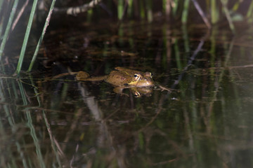 Rana en una charca o laguna,  entre juncos