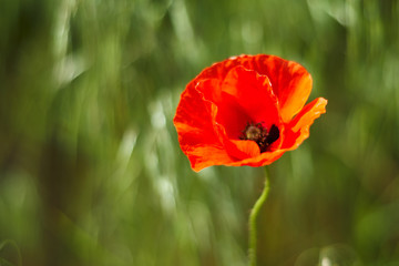 Illuminated red poppy flower on a green background.
