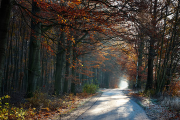 Road through an autumn forest.