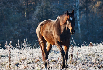 A brown horse on a frozen pasture. Forest in the background.
