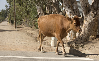 Saron a coloured town in the Swartland region South Africa. December 2017. A brown cow walking down the street.