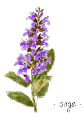 Obraz premium Wild plant sage hand drawn in color. Herbal vector illustration.