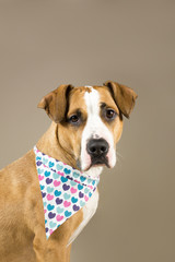 Adorable staffordshire terrier in hearts bandana. Young pitbull terrier dog poses in neutral background for valentine's day greeting card