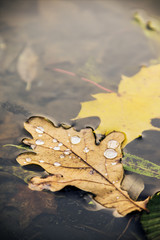 Fototapeta na wymiar autumn leaves with water drops floating in the water of a lake or river