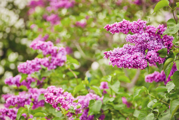 Lilac blooms. A beautiful bunch of lilac closeup. Green branch with spring flowers.