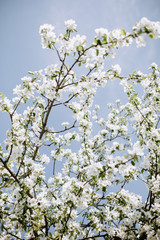 Apple blossoms at spring