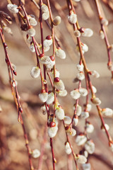 Willow twig in spring time.