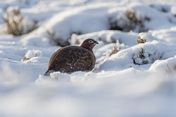 Female Red Grouse on snow covered Lammermuir Hills in East Lothian (Lagopus lagopus)