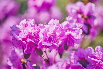 Blooming pink rhododendron in the garden