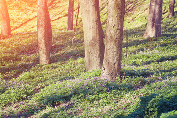 Purple flower field background
