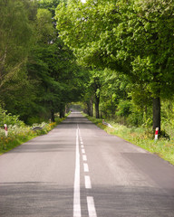Asphalt road straight through the forest during sunny day