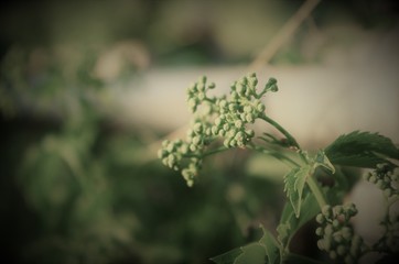 Flowering Lawn Weeds