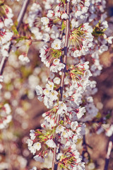 Blossoming of the apricot tree in spring time with white beautiful flowers.
