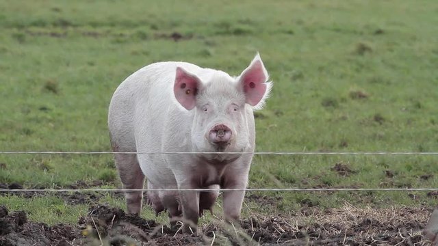 Mother Sow, Pig; Free Range Pig Farm; Free Range Pig Farm, Scarborough