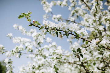 Apple blossoms at spring