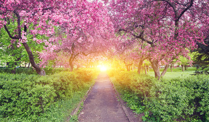 Park with alley of blossoming red apple trees.