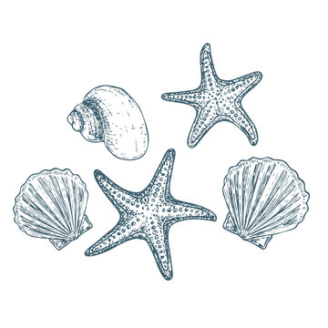 Shells and starfish on white background, cartoon illustration. Vector