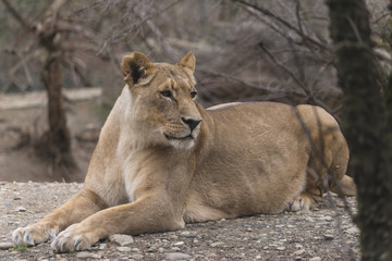 Fototapeta na wymiar a photo of a lioness at rest