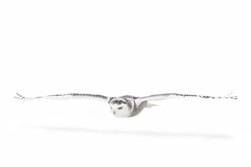 Snowy owl (Bubo scandiacus) isolated against a white background hunting over a snow covered field in Canada  © Jim Cumming