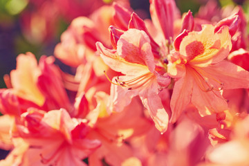 Fototapeta na wymiar Orange Rhododendron flowers blooming outdoors in the garden