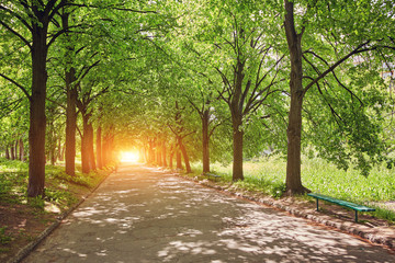 Country road running through tree alley