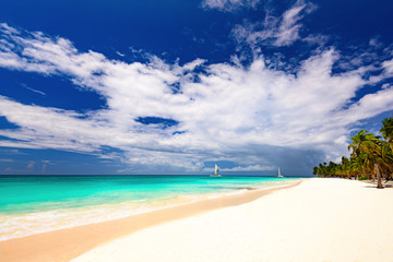 paradise beach beautiful white sand with palm tree in the resort of caribbean