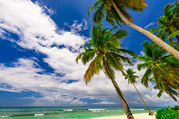 paradise beach beautiful white sand with palm tree in the resort of caribbean