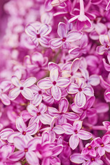 Fototapeta na wymiar Fragrant lilac blossoms Syringa vulgaris . Shallow depth of field