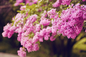 Beautiful fresh purple violet flowers. Close up of purple flowers.