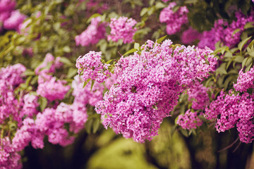 Spring flowers - blooming lilac flowers
