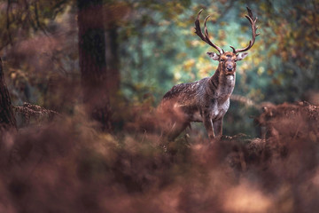 Fallow deer buck with big antlers in autumn forest. North Rhine-Westphalia, Germany