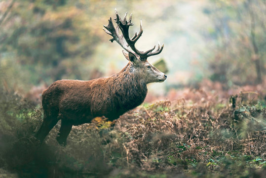 Red deer stag in autumn forest. North Rhine-Westphalia, Germany
