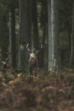 Red deer stag in autumn forest with ferns. North Rhine-Westphalia, Germany