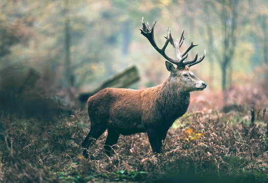 Red deer stag in autumn forest. North Rhine-Westphalia, Germany