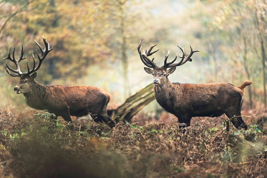Two red deer stag in autumn forest. North Rhine-Westphalia, Germany