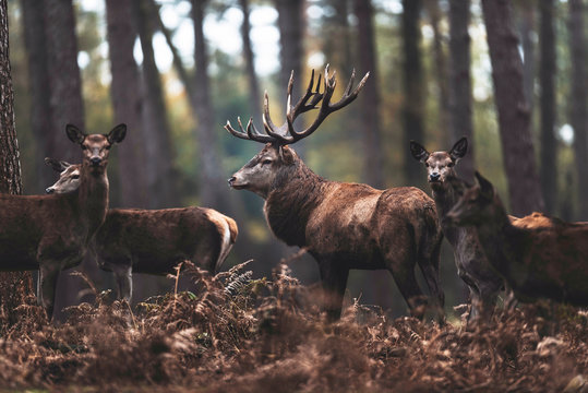 Red deer stag with hinds in autumn forest. North Rhine-Westphalia, Germany