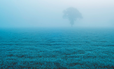 Solitary tree in misty meadow. Achterhoek, Gelderland, Netherlands.